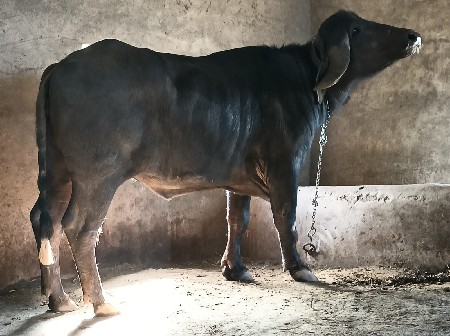 ખડેલીયુ વેચવાની છે