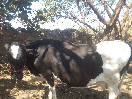 થંબનેલ 2