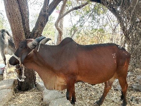 ગાય વેચવાની છે