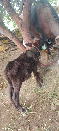 થંબનેલ 3