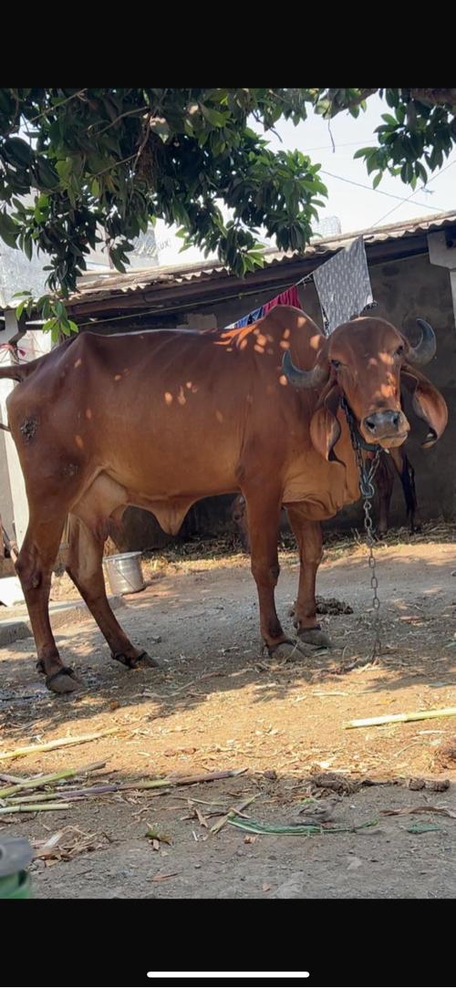 ગાય વેચવાની છે