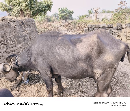 थंबनेल 2