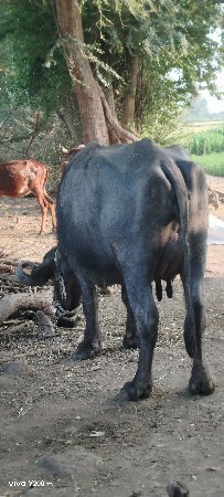 ભેંસ વેચવાની છે