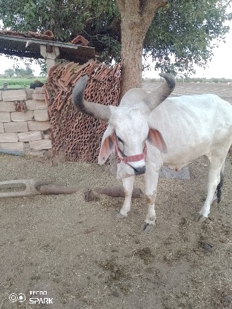 વેચવાના છે