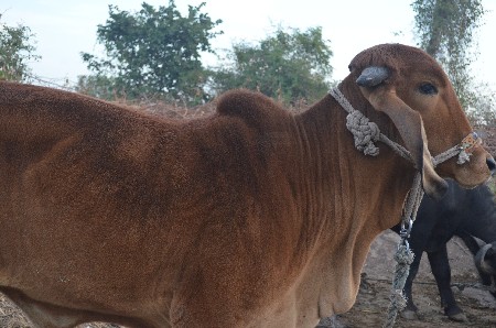 थंबनेल 3