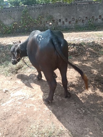 थंबनेल 3