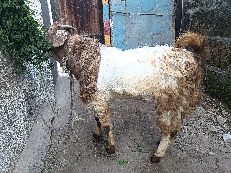 થંબનેલ 3