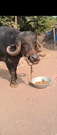 ખડેલી વેચવાની છે