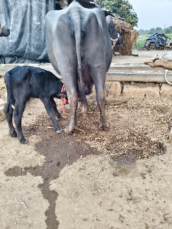 थंबनेल 2