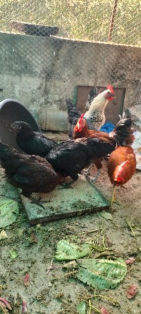 દેશી મરઘાં મરઘી