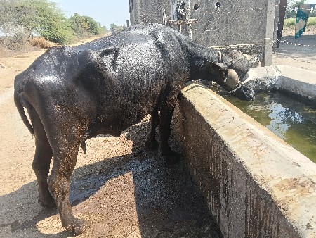 ખડેલી વેચવાની છે