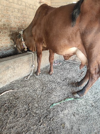 થંબનેલ 2