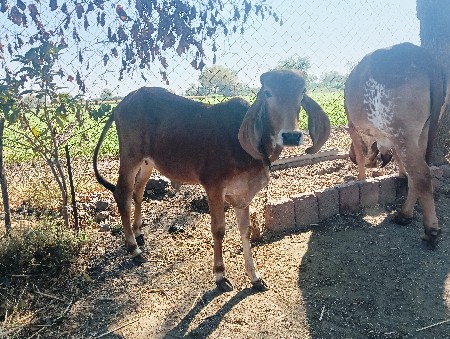 ગીર વાસરડી