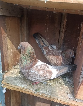 કબૂતર વેચવાના છે