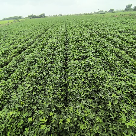 રોરથિ એક ખેતર મુકતા