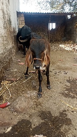 ગીર વાંસળી