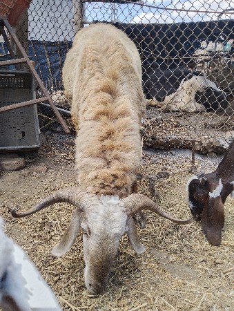 શિંગડાવાળો ઘેટો 2 દાંતે છે