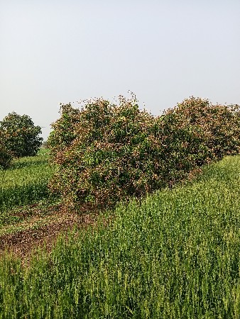 15વીધાનોછેગીર ગઢટાછે