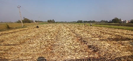 બાજરા નો  ચારો