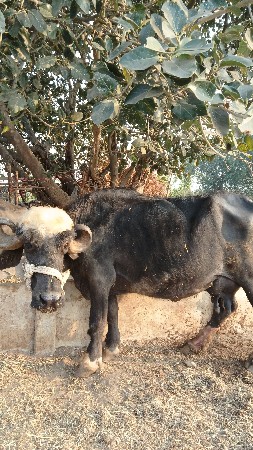 ભેંસ વેચવાની છે