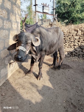 ઘણેલુ વેચવાનું છે