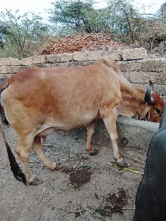 थंबनेल 2