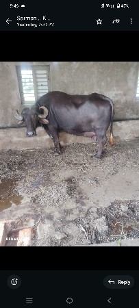 ભેંસ વેચવાની છે ત્રીજું વેતર