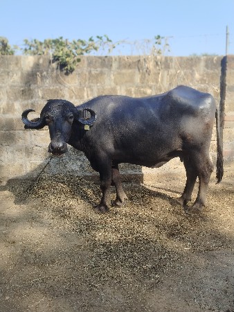 ભેંસ વેચવાની છે