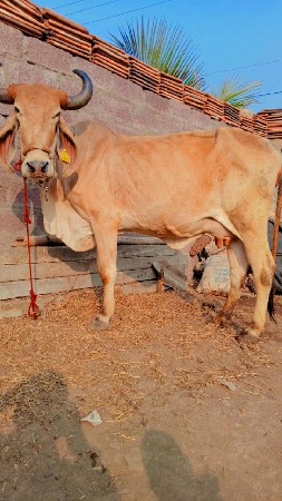 થંબનેલ 3