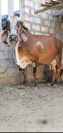 ગીર ગાય વેચવાની છે ગીર ગાય વેચ