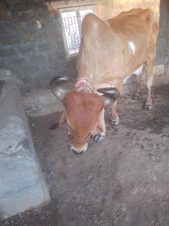 થંબનેલ 2