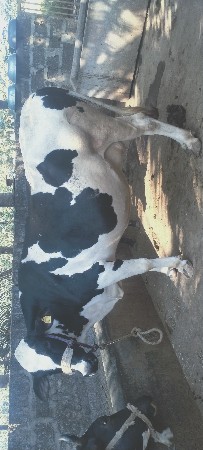 એચ એફ ગાયુ