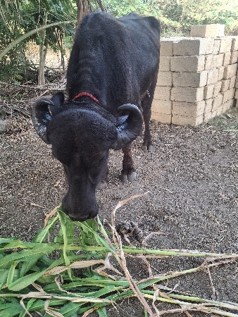 2 દાતે ખલેડી વેચવાની શે