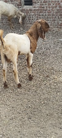 થંબનેલ 3