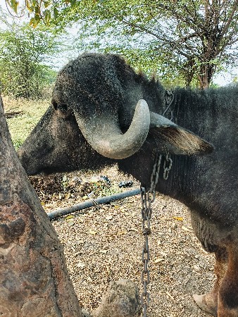 थंबनेल 3