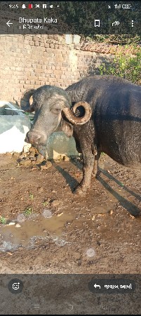 ભેંસ વેચવાની છે