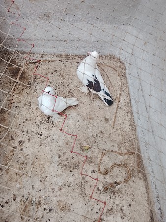 થંબનેલ 2