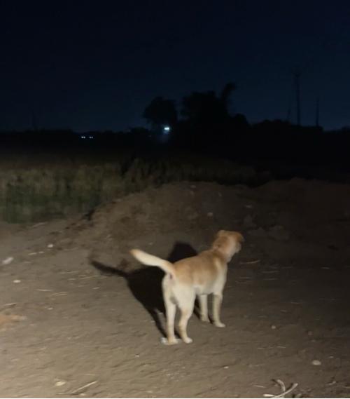 લેબરા ડોગ મેલ