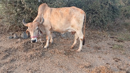 ગાય વેચવાની છે