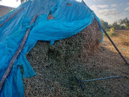 મગફળી નો ભૂકો (ઘાસ ચારો)