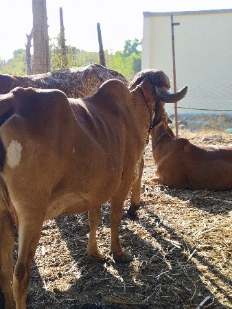 थंबनेल 3