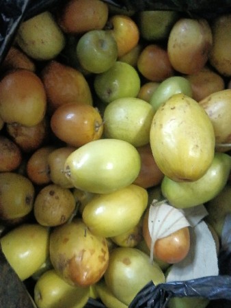 બોર(સમેલી)