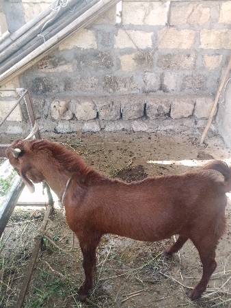 બકરો વેચવાનો છે
