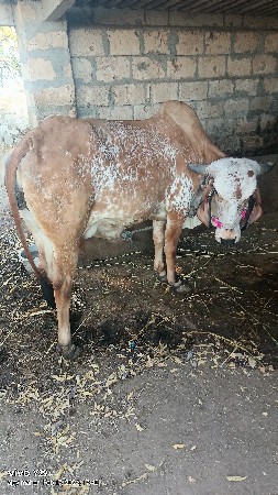 હોડકિ વેશવનિ છે