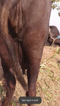 थंबनेल 2