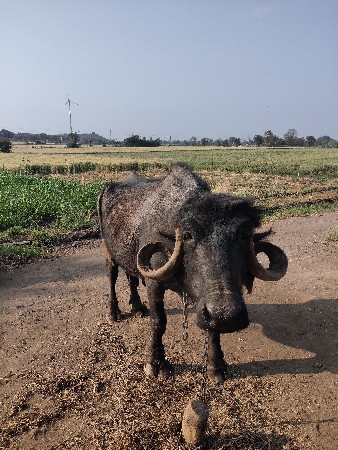 ભેંસ વેચવાની છે