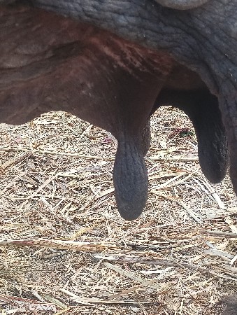 આ ભેંસ વેચવાની છે