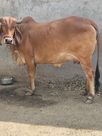 હોડકિવેચવા