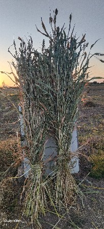 જુવાર ની નીરણ વસવાની છે