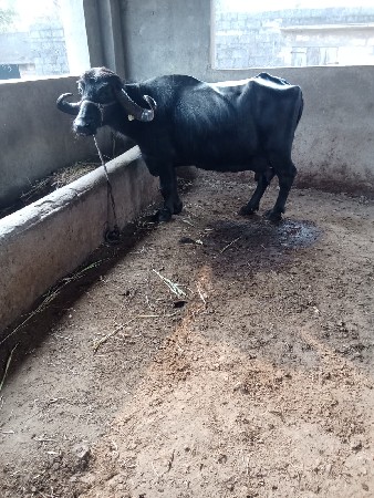 थंबनेल 2